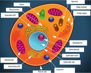 sitoplazma ve organeller