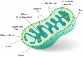 sitoplazma ve organeller